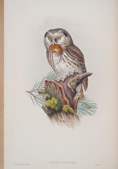 Nyctale Tengmalmi，来自英国鸟类的约翰古尔德，发表于1862-73（手工彩色光刻） 作者 约翰·古尔德
