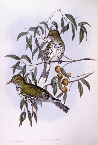 橄榄背黄鹂（Oriolus sagittatus），约翰-古尔德的雕刻作品 作者 约翰·古尔德