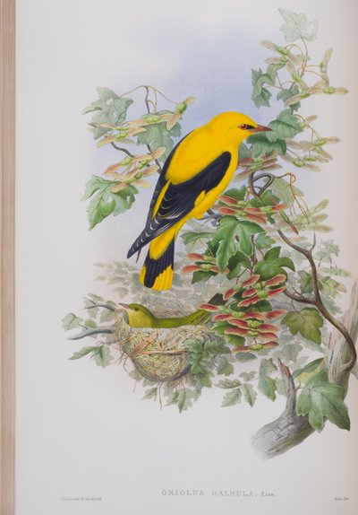 Oriolus Galbula，来自英国鸟类的约翰古尔德，1862-73出版（手工彩色光刻） 作者 约翰·古尔德