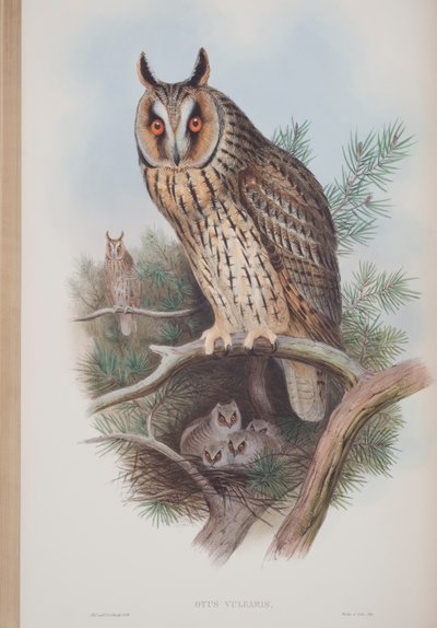 Otus Vulgaris，来自英国鸟类的约翰古尔德，1862-73出版（手工彩色版画） 作者 约翰·古尔德