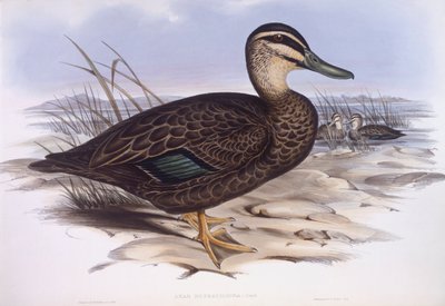 太平洋黑鸭（Anas superciliosa），John Gould的雕刻作品 作者 约翰·古尔德