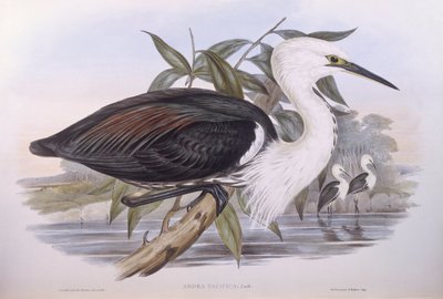 太平洋苍鹭（Ardea pacifica），约翰-古尔德的雕刻作品 作者 约翰·古尔德
