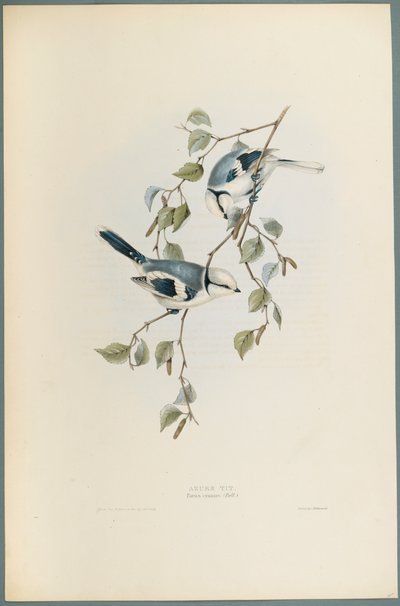 Parus Cyanus：Azure Tit（编织纸上的彩色光刻） 作者 约翰·古尔德