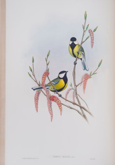 Parus Major，来自英国鸟类的约翰古尔德，1862-73出版（手工彩色光刻） 作者 约翰·古尔德