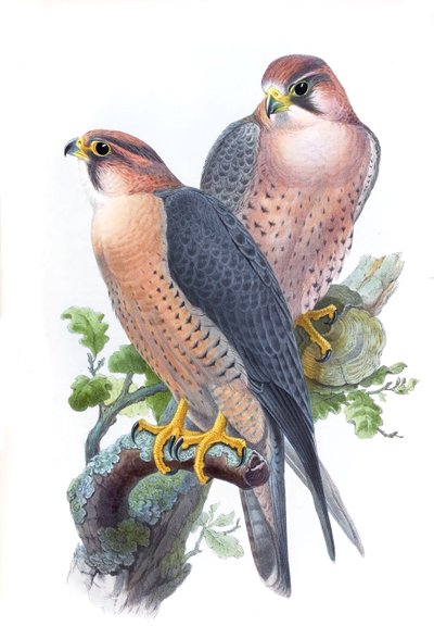 游eg，（红顶猎鹰）Fperegrinus babylonicus Sclater 作者 约翰·古尔德