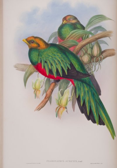 Pharomacrus Auriceps，来自英国鸟类的约翰古尔德，1862-73出版（手工彩色光刻） 作者 约翰·古尔德