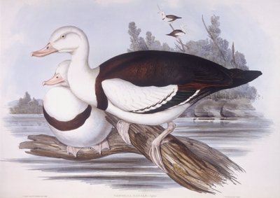 拉德佳海鸥（Tadorna radjah），约翰-古尔德的雕刻作品 作者 约翰·古尔德