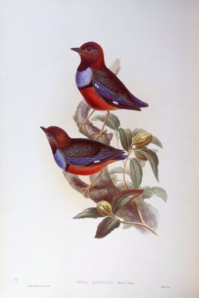 红腹皮塔（Pitta erythrogaster），约翰-古尔德的雕刻作品 作者 约翰·古尔德