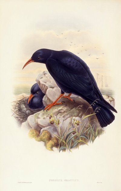 红嘴鸥（Pyrrhocorax pyrrhocorax），约翰-古尔德的雕刻作品 作者 约翰·古尔德