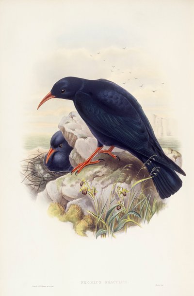 红嘴鸥（Pyrrhocorax pyrrhocorax），约翰-古尔德的雕刻作品 作者 约翰·古尔德