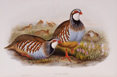 红脚Part，1862-73年 作者 约翰·古尔德
