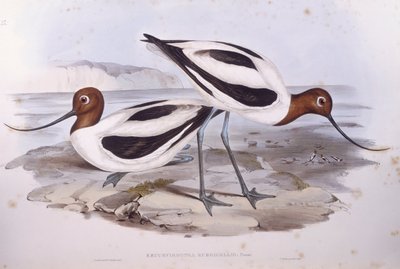 红颈鸦雀（Recurvirostra novaehollandiae），约翰-古尔德的雕刻作品 作者 约翰·古尔德