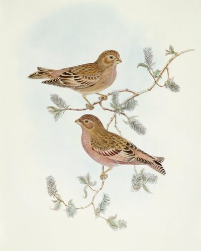 红雀（Erythrospiza incarnata），约翰-古尔德的雕刻作品 作者 约翰·古尔德