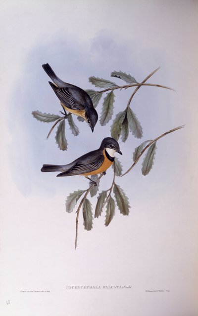 红嘴鸥（Pachycephala rufiventris），约翰-古尔德的雕刻作品 作者 约翰·古尔德