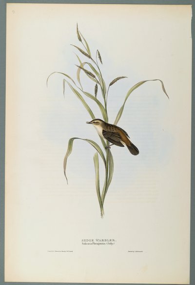 Salicaria Phragmatis：薹莺（编织纸上的彩色石版） 作者 约翰·古尔德
