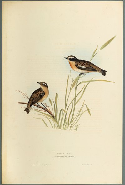 Saxicola Rubetra  -  Whinchat（编织纸上的彩色光刻） 作者 约翰·古尔德