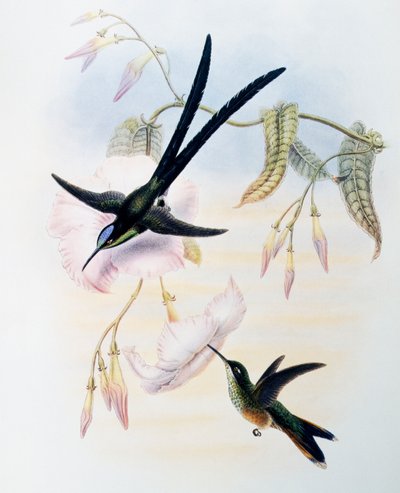 剪尾蜂鸟（Hylonympha macrocerca），雕刻自《鸟科或蜂鸟专论》（1849-1861），作者约翰-古尔德（1804-1881），英国 作者 约翰·古尔德