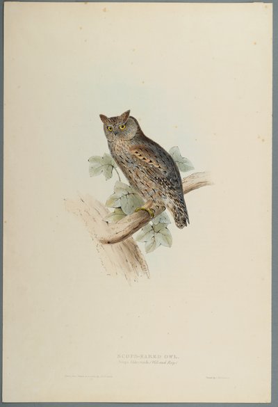 Scops Aldrovandi  -  Scops Eared Owl（编织纸上的彩色光刻） 作者 约翰·古尔德