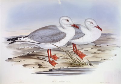 银鸥（Larus novaehollandiae），约翰-古尔德的雕刻作品 作者 约翰·古尔德