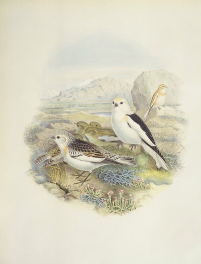 雪鹀（Plectrophenax nivalis），插图 作者 约翰·古尔德