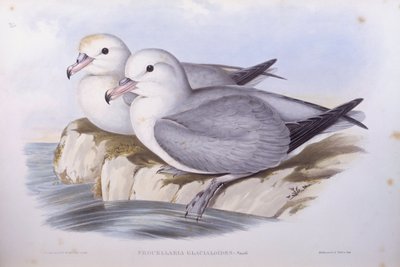 南方海鸥（Fulmarus glacialoides），约翰-古尔德的雕刻作品 作者 约翰·古尔德