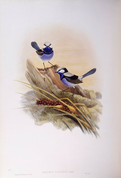 辉煌的仙女（Malurus splendens），约翰-古尔德的雕刻作品 作者 约翰·古尔德