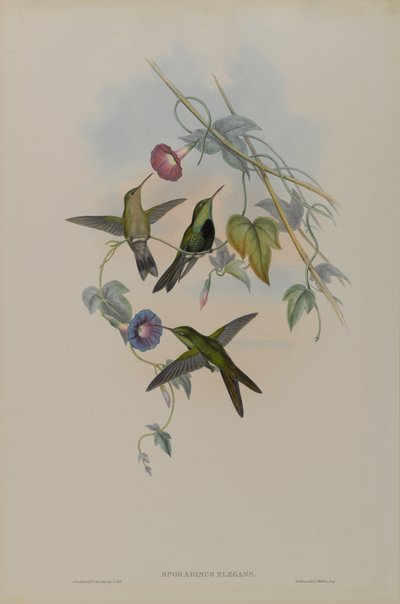 Sporadinus Elegans：圣多明各哼唱着鸟 作者 约翰·古尔德