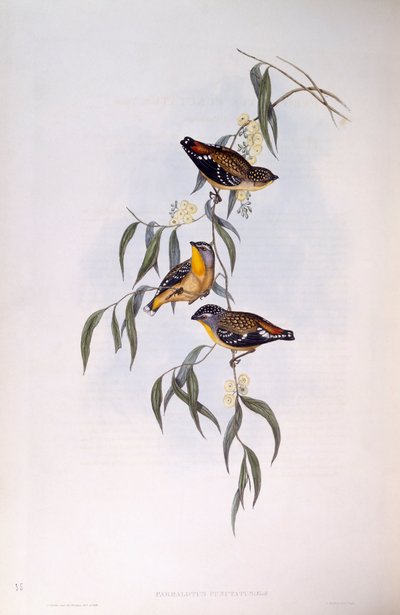 斑点狗（Pardalotus punctatus），约翰-古尔德的雕刻作品 作者 约翰·古尔德