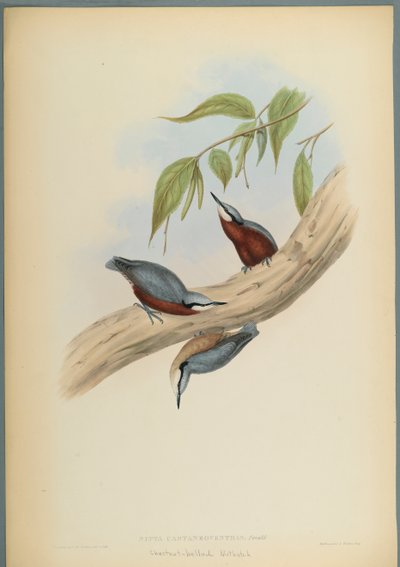 Stila Castaneoventris，Chestnut-Bellied Nuthatch（编织纸上的彩色石版） 作者 约翰·古尔德