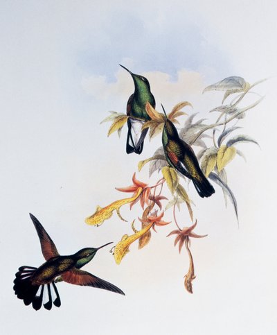 条尾蜂鸟（Eupherusa eximia），雕刻自《鸟科或蜂鸟专论》（1849-1861），作者是约翰-古尔德（1804-1881），英国 作者 约翰·古尔德