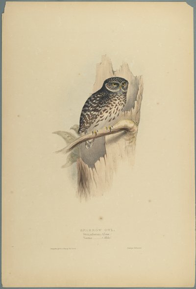 Strix Pafsernia  -  Noctua（编织纸上的彩色光刻） 作者 约翰·古尔德