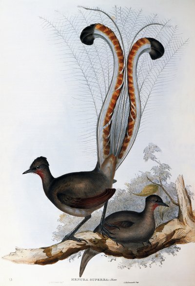 超强的Lyrebird（Menura superba）。 作者 约翰·古尔德