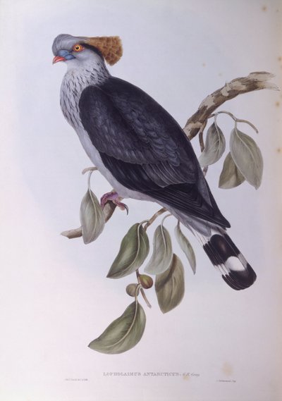 顶髻鸽（Lopholaimus antarcticus），约翰-古尔德的雕刻作品 作者 约翰·古尔德