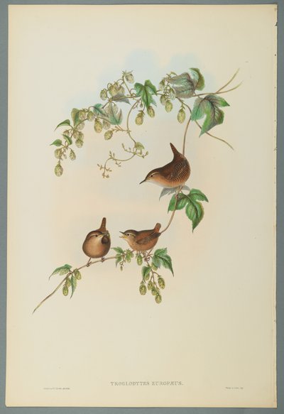 Troglodytes Europaeus  - 普通W（编织纸上的彩色石版） 作者 约翰·古尔德