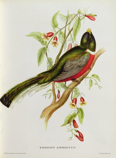 “热带鸟类”中的Trogon Ambiguus，19世纪（彩色光刻） 作者 约翰·古尔德