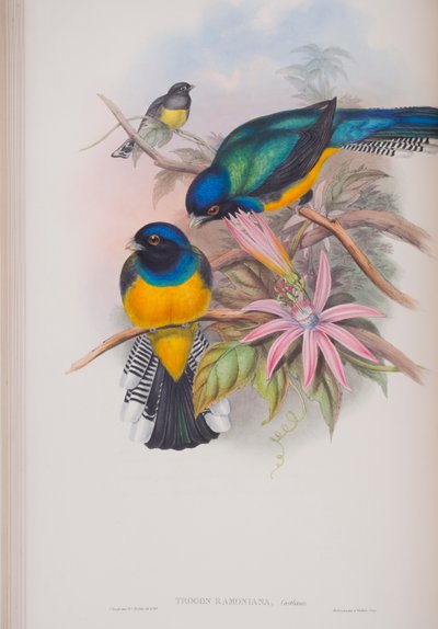 Trogon Ramoniana，约翰古尔德的“英国鸟类”杂志，1862-73出版（手工彩色版画） 作者 约翰·古尔德