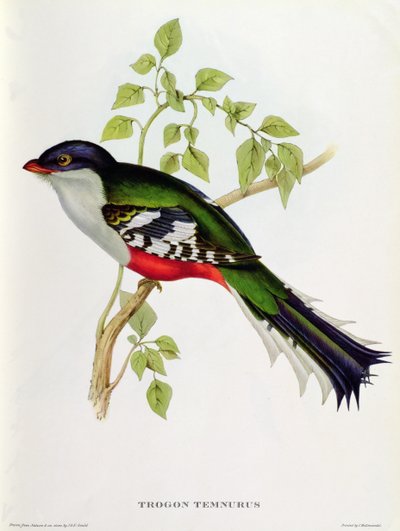 来自&39;热带鸟&39;的Trogon Temnurus，19世纪（彩色光刻） 作者 约翰·古尔德
