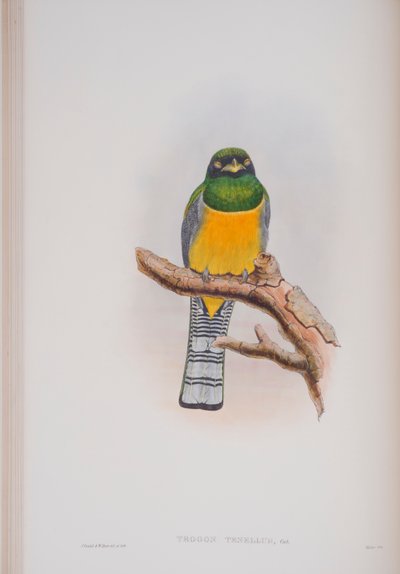 Trogon Tenellus，来自英国鸟类的约翰古尔德，1862-73出版（手工彩色版画） 作者 约翰·古尔德