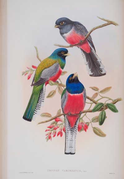 Trogon Variegatus，约翰古尔德的“英国鸟类”杂志，1862-73出版（手工彩色版画） 作者 约翰·古尔德