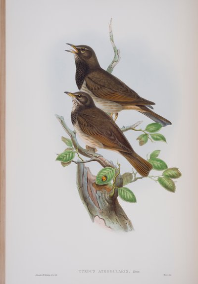 Turdis Atrogularis，来自英国鸟类的约翰古尔德，1862-73出版（手工彩色光刻） 作者 约翰·古尔德