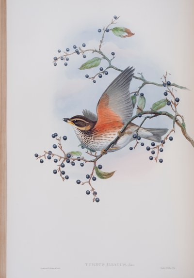 Turdus Illacus，来自英国鸟类的约翰古尔德，1862-73出版（手工彩色版画） 作者 约翰·古尔德