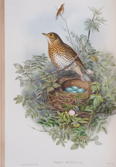 Turdus Musicus，约翰古尔德的“英国鸟类”杂志，1862-73出版（手工彩色版画） 作者 约翰·古尔德