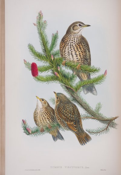 Turdus Viscivorus，来自英国鸟类的约翰古尔德，1862-73出版（手工彩色版画） 作者 约翰·古尔德