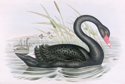 图片不明 作者 约翰·古尔德