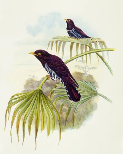 紫鹃（Chrysoccyx xanthorhynchus），约翰-古尔德的雕刻作品 作者 约翰·古尔德