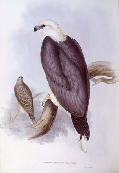 白腹鱼鹰（Haliaeetus leucogaster），约翰-古尔德的雕刻作品 作者 约翰·古尔德