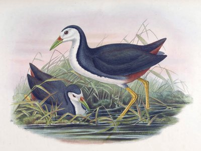 白胸Waterhen Amaurornis phoenicurus（Pennant） 作者 约翰·古尔德