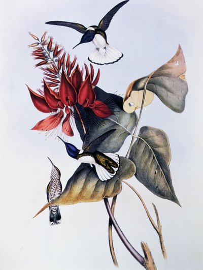 白颈雅各布鸟（Florisuga mellivora），雕刻自《鸟科或蜂鸟专论》（1849-1861），作者是约翰-古尔德（1804-1881）。 作者 约翰·古尔德