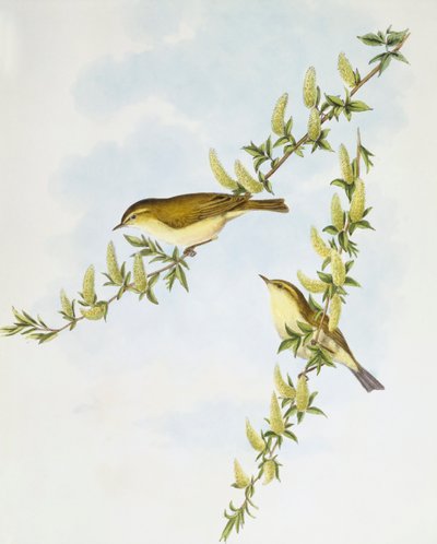 柳莺（Phylloscopus trochilus），约翰-古尔德的雕刻作品 作者 约翰·古尔德