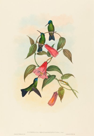 古尔德木若虫(Eucephala smaragdocaerulea) 作者 约翰·古尔德和 HC Richter